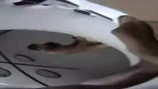 نيك بنات شواذ مجاني قذف برة مصريات سمينات