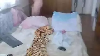 فور عىبي