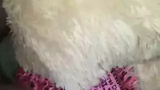 تيدي الممتلئة تأخذ عدة قضبان سوداء بعد مص الأثداء