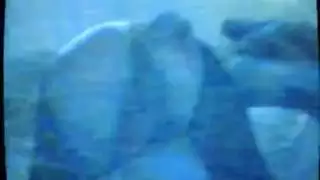 سفاح القربى في حظيرة: الحصان يمارس الجنس مع الحمار في الإسطبل
