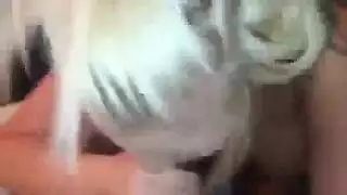 الشقراوات ذوات الثدي الكبير في جنس كلبي خشن إباحي