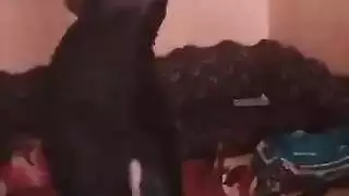 حفلة الازبار الزوجية الثمانيه لينا بول