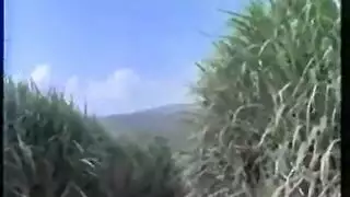نيك مزرعة إكس إكس إكس: فعل جماعي على التبن