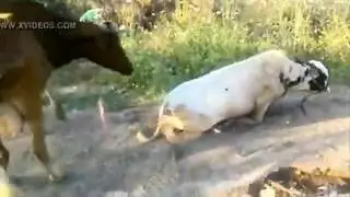 تزاوج حظيرة: لقاء حيواني صريح