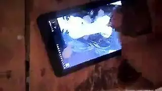 ونجيب اسود وشقروات