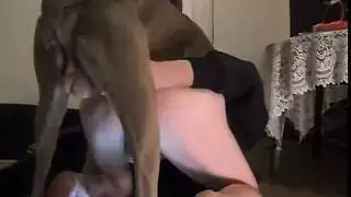 قضيب كلب يفتح مهبل ضيق في جنس حيوانات