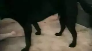 كلب يركب فتاة وينيك كيشا بسرعة وتصرخ حيوانات الجنس