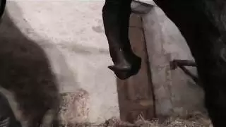 فانتازيا تزاوج الحيوانات: الفحل المثير يملأ فتحتها الضيقة