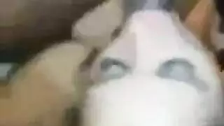 ميلف عربية ناضجة تأخذ قضيبًا ضخمًا