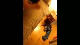 إباحية سادية رجل يزاوج جاموسة بعنف