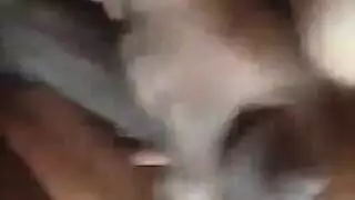 تجميع النشوة الهرة الطبيعية
