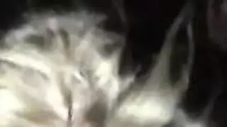 كيت تيوب الإباحية المجانية: مقاطع جنس صريح