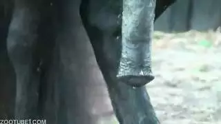 سكس حصان وامرأة