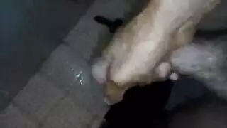 جلسة جماع محرمة للأقارب