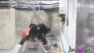 فيلم سكس على السطح: جارة تأخذ شرج عميق ومص من شاب مصري