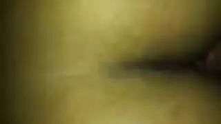 جاوس