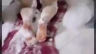 ديوث مترجز