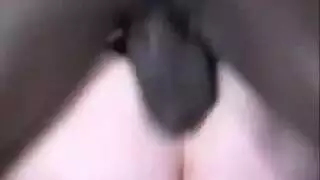 شمام الديك الأسود مثليه الآسيوية