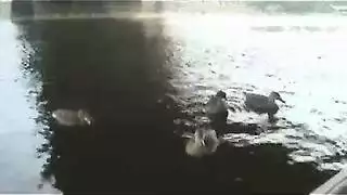 حارقات إسرائيليات في مشاهد جنسية صريحة