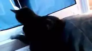 كاميلا المشتعة لا تستطيع الانتظار، ترفع مؤخرتها لفعل مكثف بوضعية الكلب