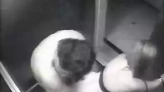 بورن في مكان عام: سكس في المصعد وأحداث ثدي ساخنة