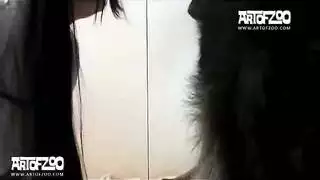 كالكلب