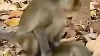 يعرض نوع حيوان شقراء اللسان للذكور المسنين.